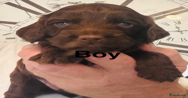 Cockapoo dogs - Advert 2