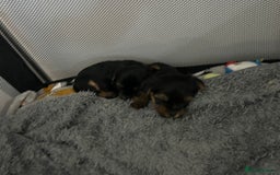 Yorkshire Terrier dogs for sale: Mini Yorkshire Terrier, blue skin tan - Image 8