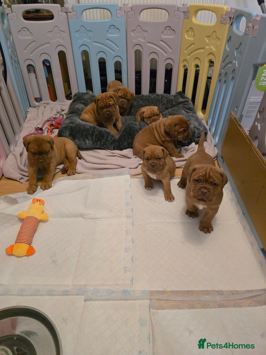 Dogue De Bordeaux dogs for sale: Dogue de bordeux puppies for sale! - Advert 2