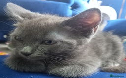 Ragdoll cats for sale: Half ragdoll kitten  - Image 3