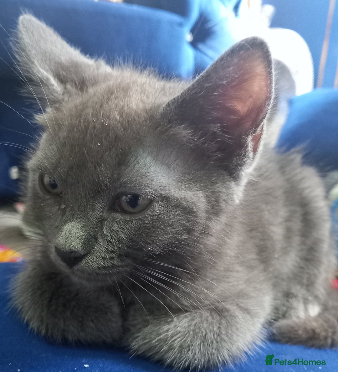 Ragdoll cats for sale: Half ragdoll kitten  - Image 3