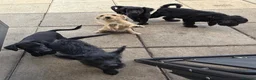 Mixed Breed dogs for sale: Beautiful Crossbreed Puppies Ready For New Home - Advert 22