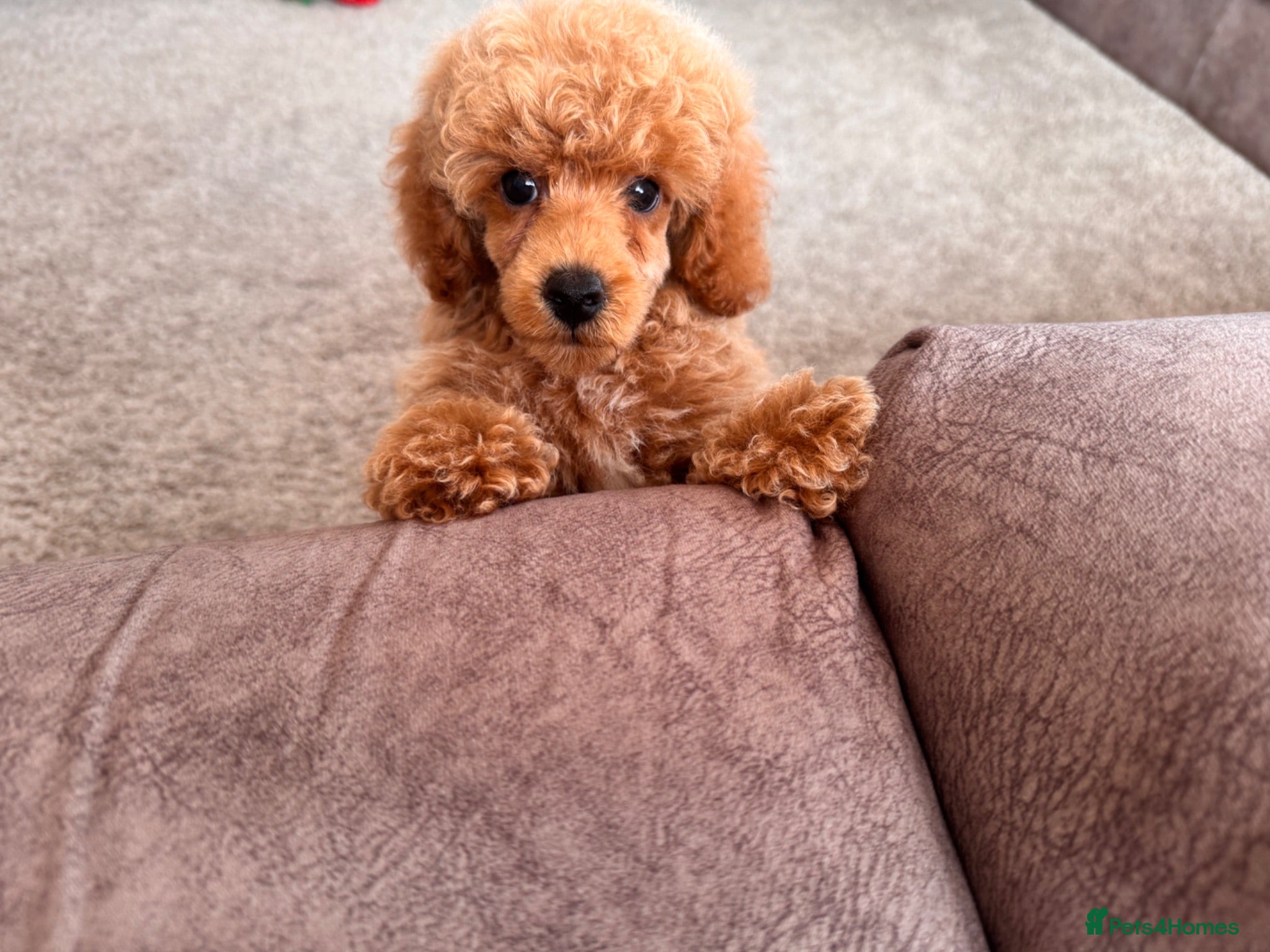 Toy Poodle dogs Beautiful toy poodles ready now  - Advert 2