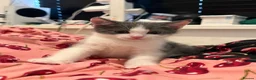 Mixed Breed cats for sale: Kittens - Advert 4