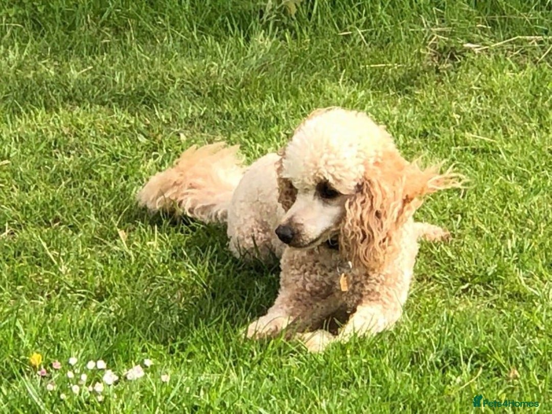 Poodle dogs for stud: AT STUD MINIATURE POODLE JESSE 9 clear DNA tests in High Wycombe - Image 2