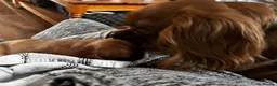 Cavalier King Charles Spaniel dogs for sale: George in Basildon - Advert 14