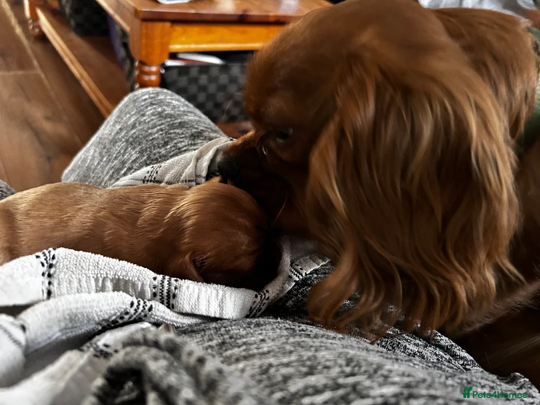 Cavalier King Charles Spaniel dogs for sale: George in Basildon - Advert 14