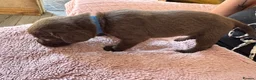 Springador dogs for sale: Chocolate Springador Puppies – Boys & Girls - Advert 13