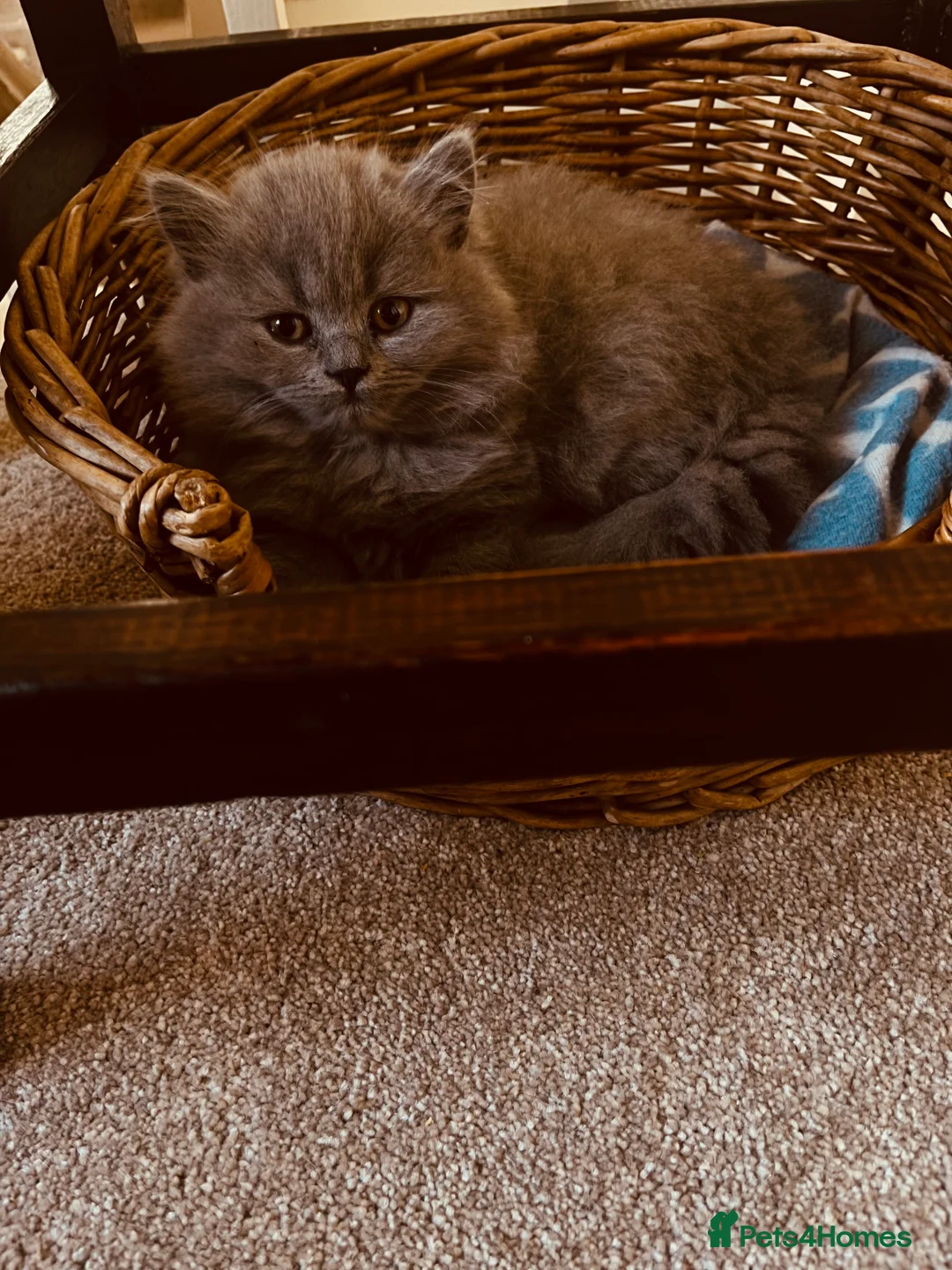 British Longhair cats for sale: Lynnaes Kissonerga (Kissy) in Newport - Advert 2