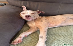 Mixed Breed dogs for sale: Sandy - Advert 7