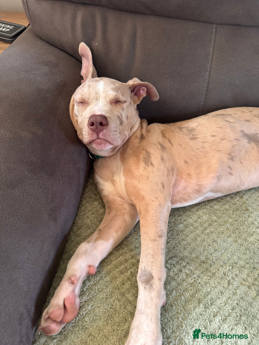 Mixed Breed dogs for sale: Sandy - Advert 7