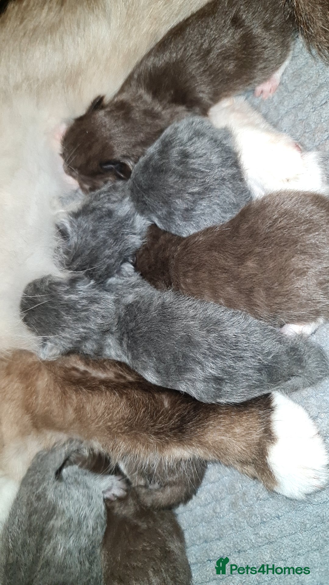British Shorthair cats for stud: For stud lilac boy Sir Arnold (carries choc gene) in Bradford - Advert 9