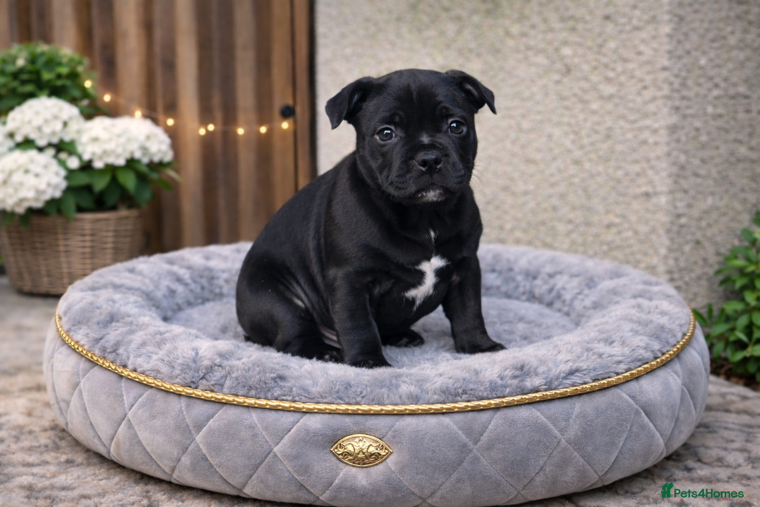 Staffordshire Bull Terrier dogs VALGO PUPS AVAILABLE 💯🔥 - Advert 6