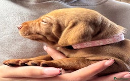 Hungarian Vizsla dogs for sale: Gorgeous KC Hungarian Vizsla puppies - Image 4