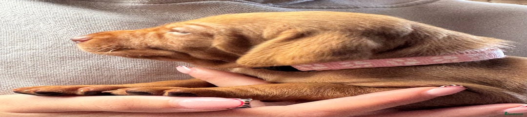 Hungarian Vizsla Puppy 4