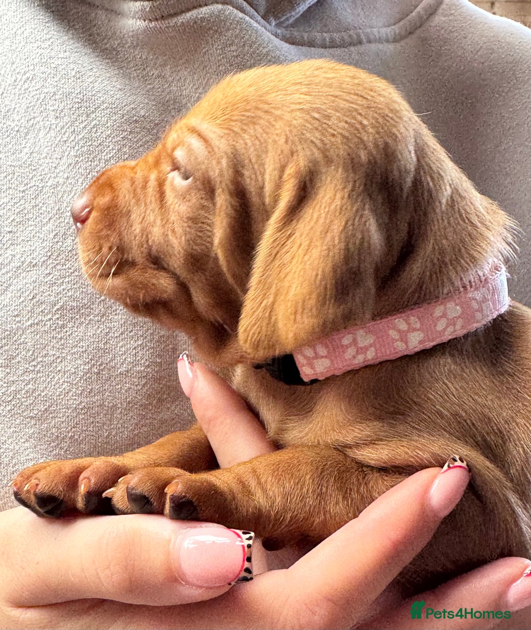 Hungarian Vizsla dogs for sale: Gorgeous KC Hungarian Vizsla puppies - Image 4
