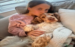 Cocker Spaniel dogs for stud: KC Reg Show Cocker Spaniel- Extensively DNA tested in Warrington - Image 19