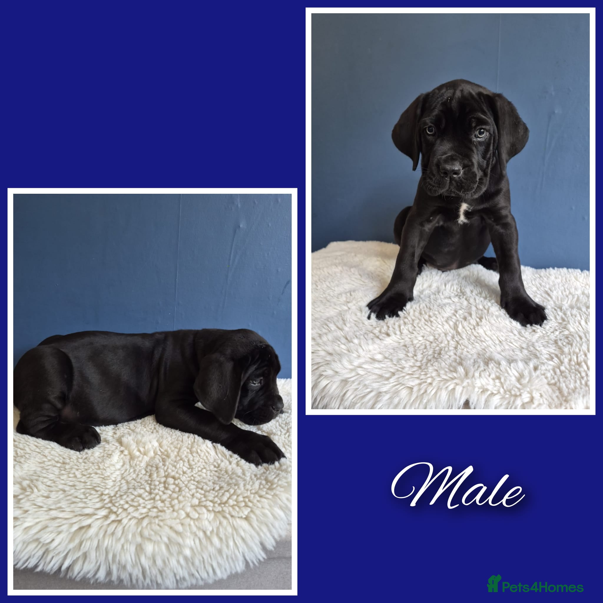 Cane Corso dogs Stunning cane corso pups - Advert 14