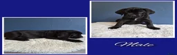 Cane Corso dogs for sale: Stunning cane corso pups - Advert 3