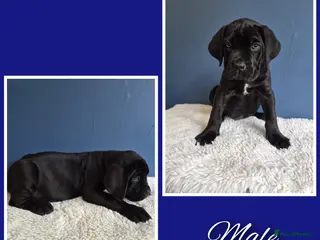 Cane Corso dogs Stunning cane corso pups - Advert 1