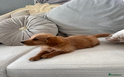 Labradoodle dogs for sale: labradoodles puppies - Image 1