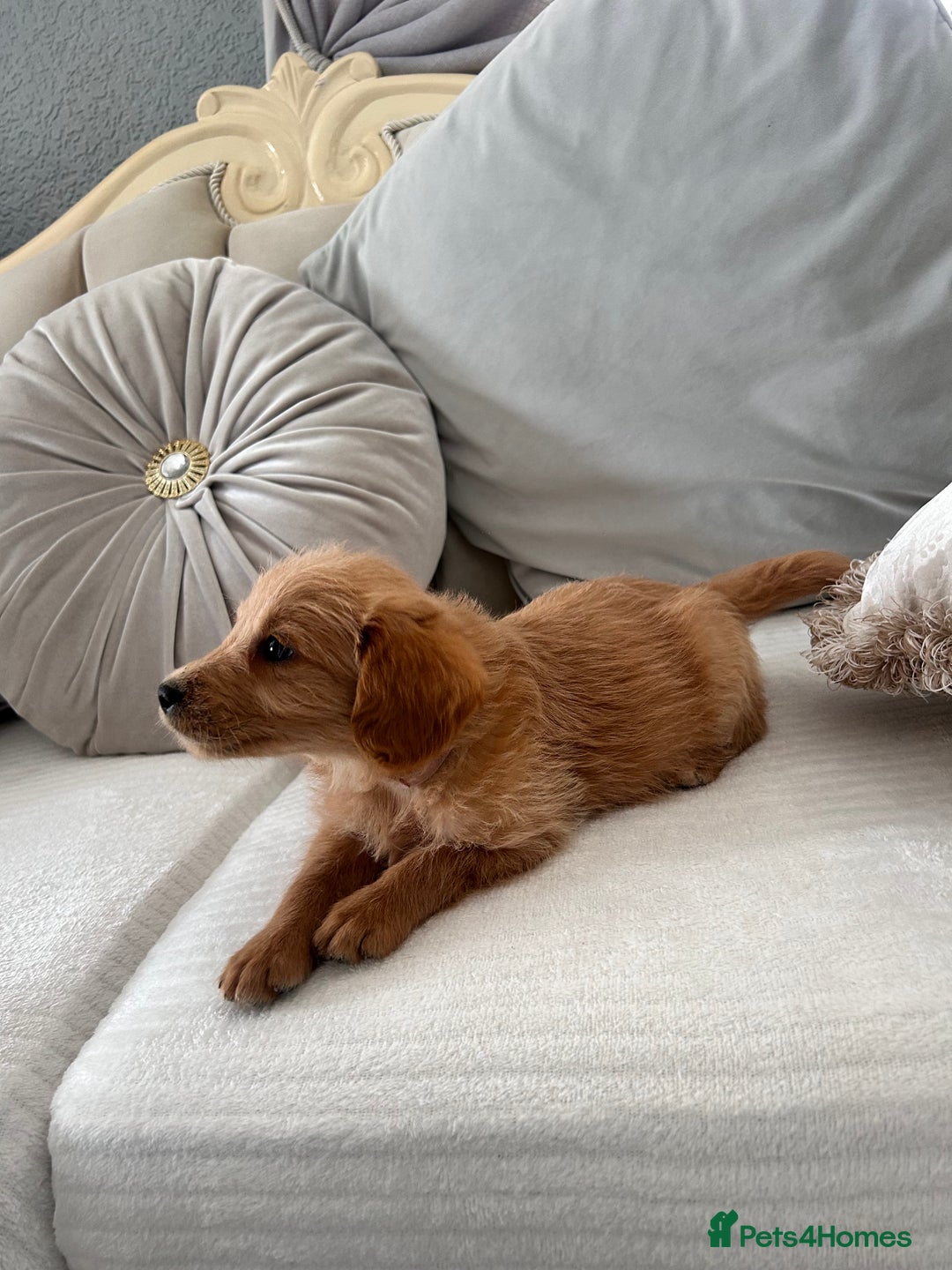 Labradoodle dogs for sale: labradoodles puppies - Image 1