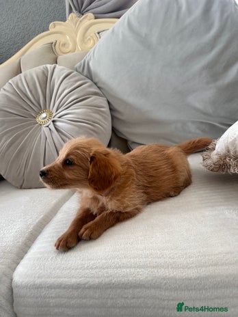 Labradoodle dogs - Advert 3