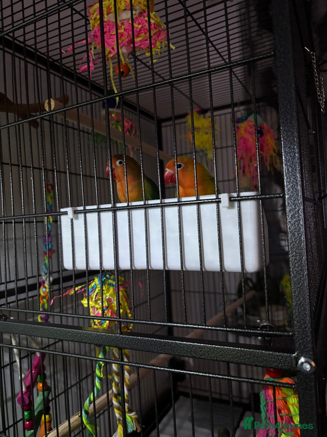 Lovebirds birds for sale: Lovebirds Young Bonded Pair 🦜  - Advert 5
