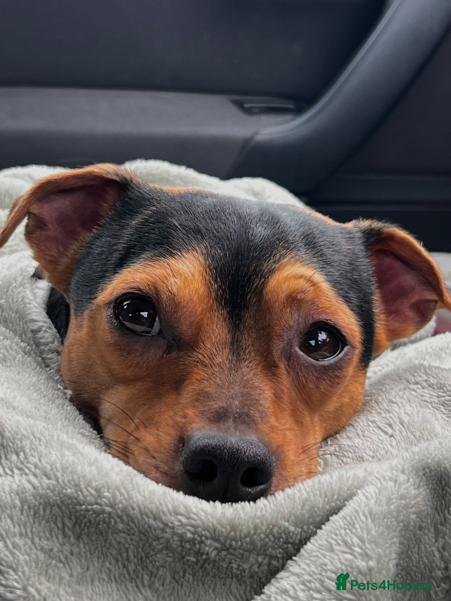 Mixed Breed dogs Stud Jackrussell x Pug  - Advert 5