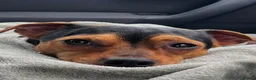Mixed Breed dogs for stud: Stud Jackrussell x Pug  in Blackpool - Advert 1
