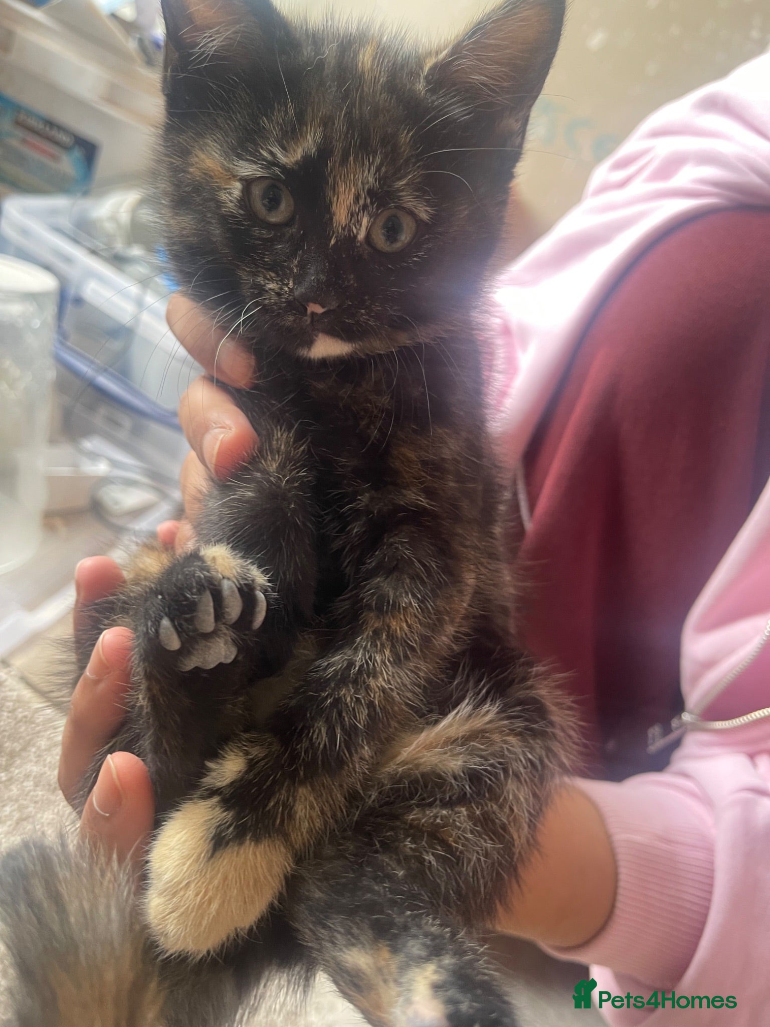 Scottish Fold cats Scottish fold x tabby kittens - Advert 3