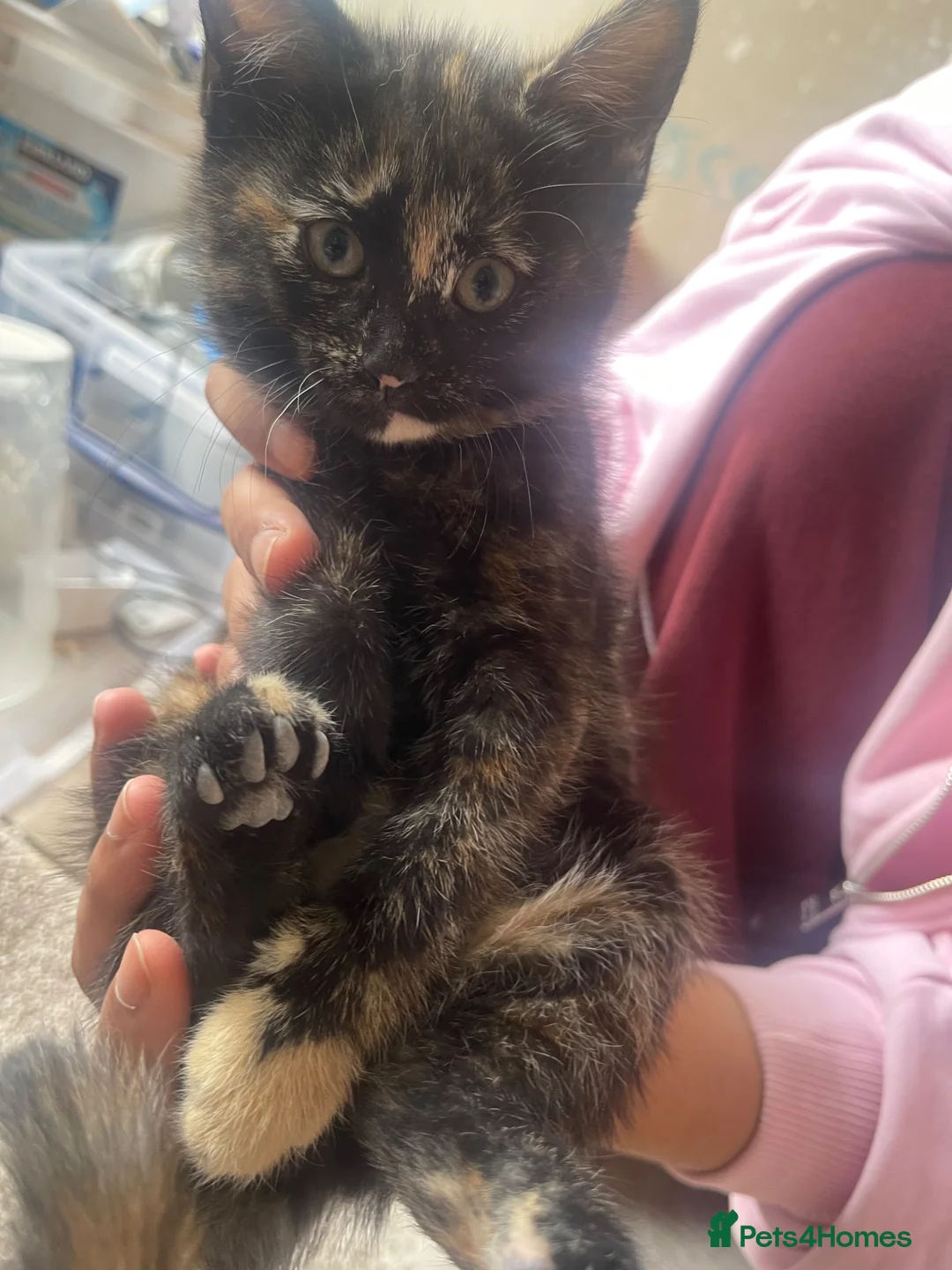 Scottish Fold cats for sale: Scottish fold x tabby kittens - Advert 7