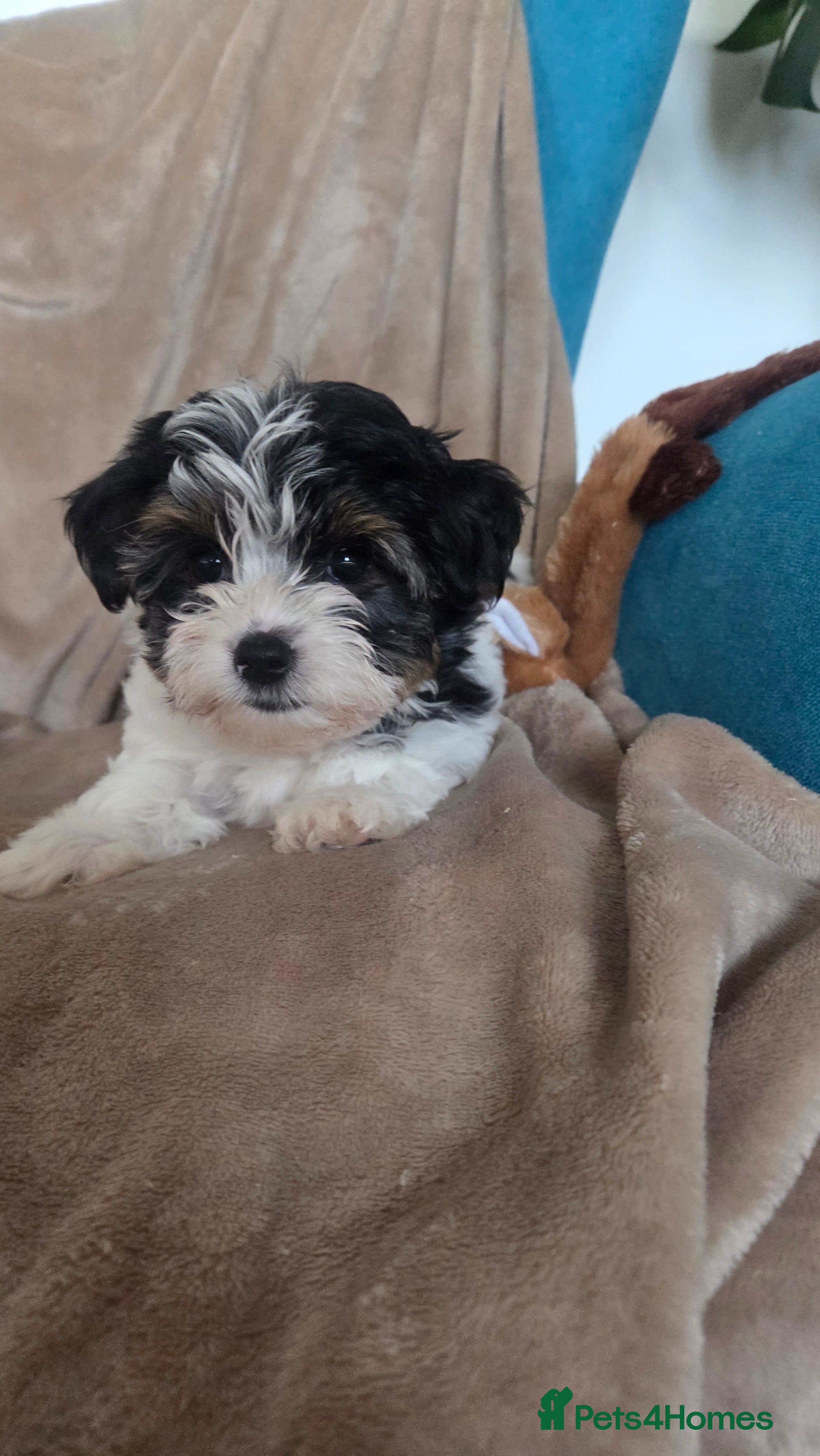 Biewer Terrier dogs Biewer Yorkshire Terrier  - Advert 8