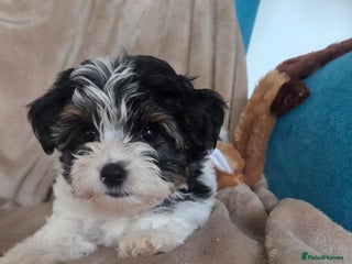 Biewer Terrier dogs Biewer Yorkshire Terrier - Advert 8