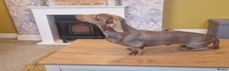 Miniature Dachshund dogs for stud: For stud my boy Dinky  in Alfreton - Advert 12