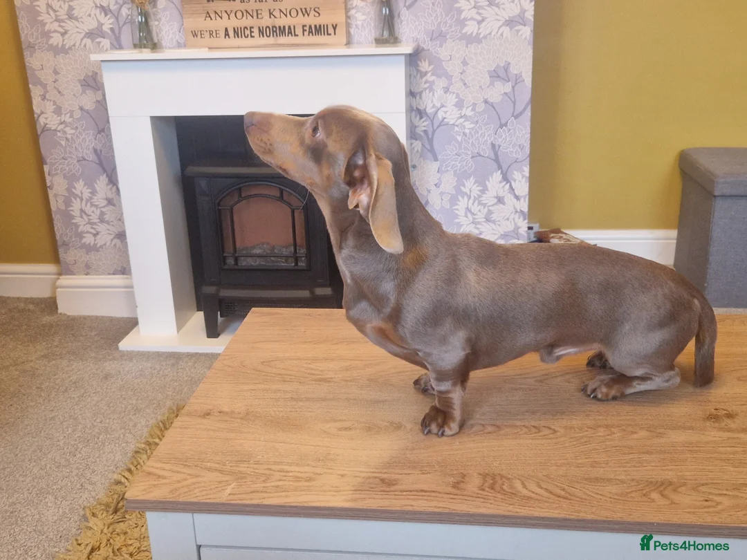 Miniature Dachshund dogs for stud: For stud my boy Dinky  in Alfreton - Advert 12
