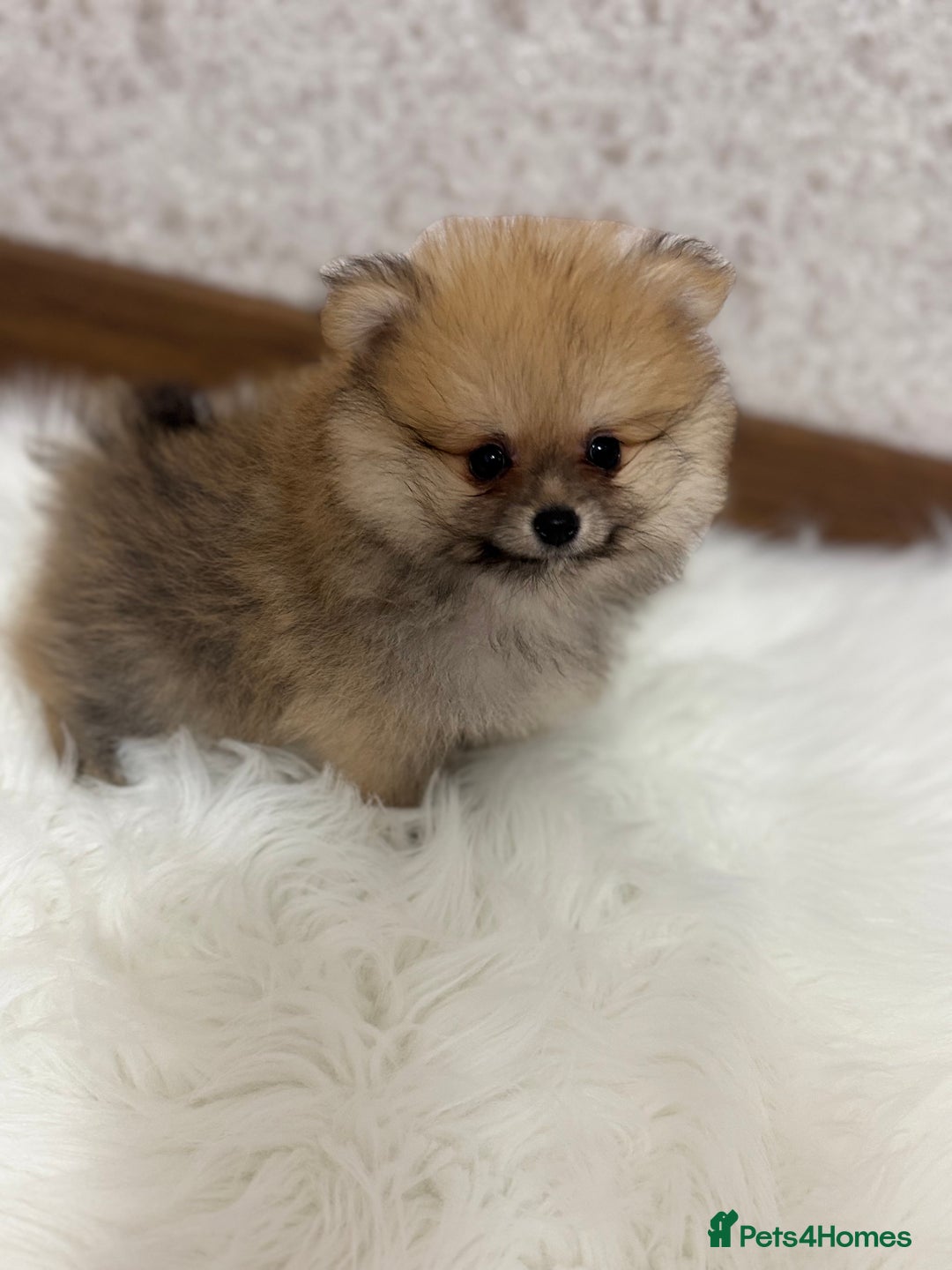 Pomeranian dogs for sale: Kc Registered last boy,ready to go! - Advert 2