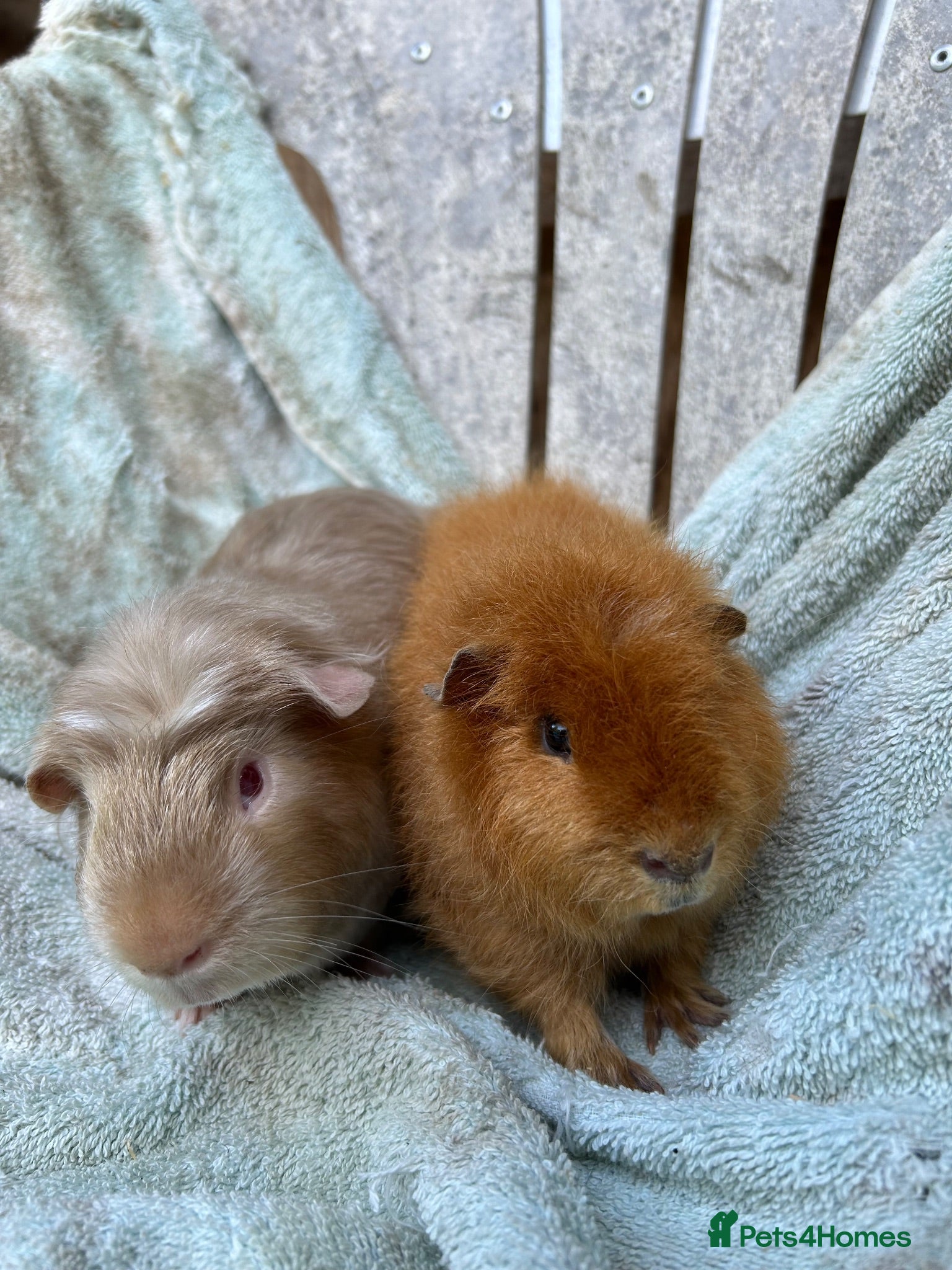 Guinea Pig rodents Satin guinea pigs - Advert 1