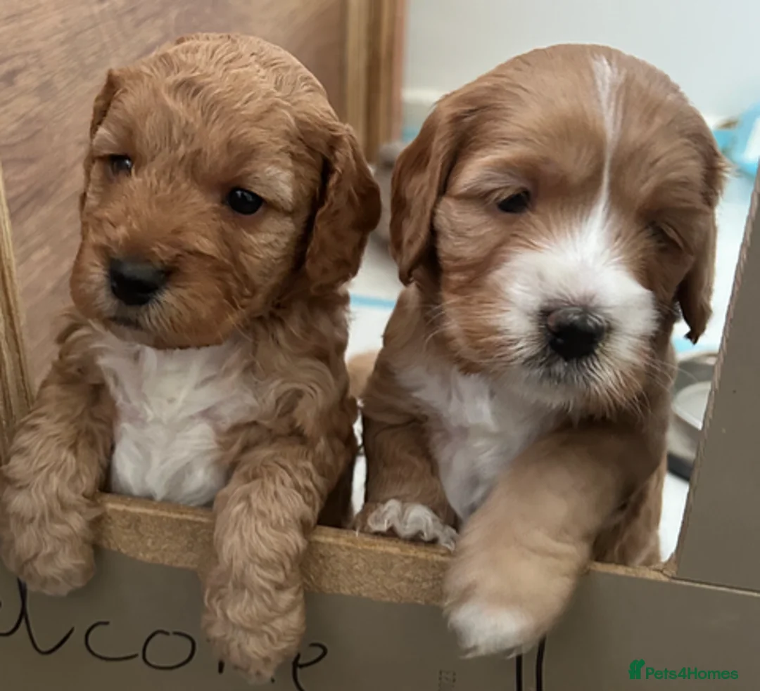 Cockapoo dogs for stud: Proven F1 cockerpoo for Stud in Sutton-in-Ashfield - Advert 29