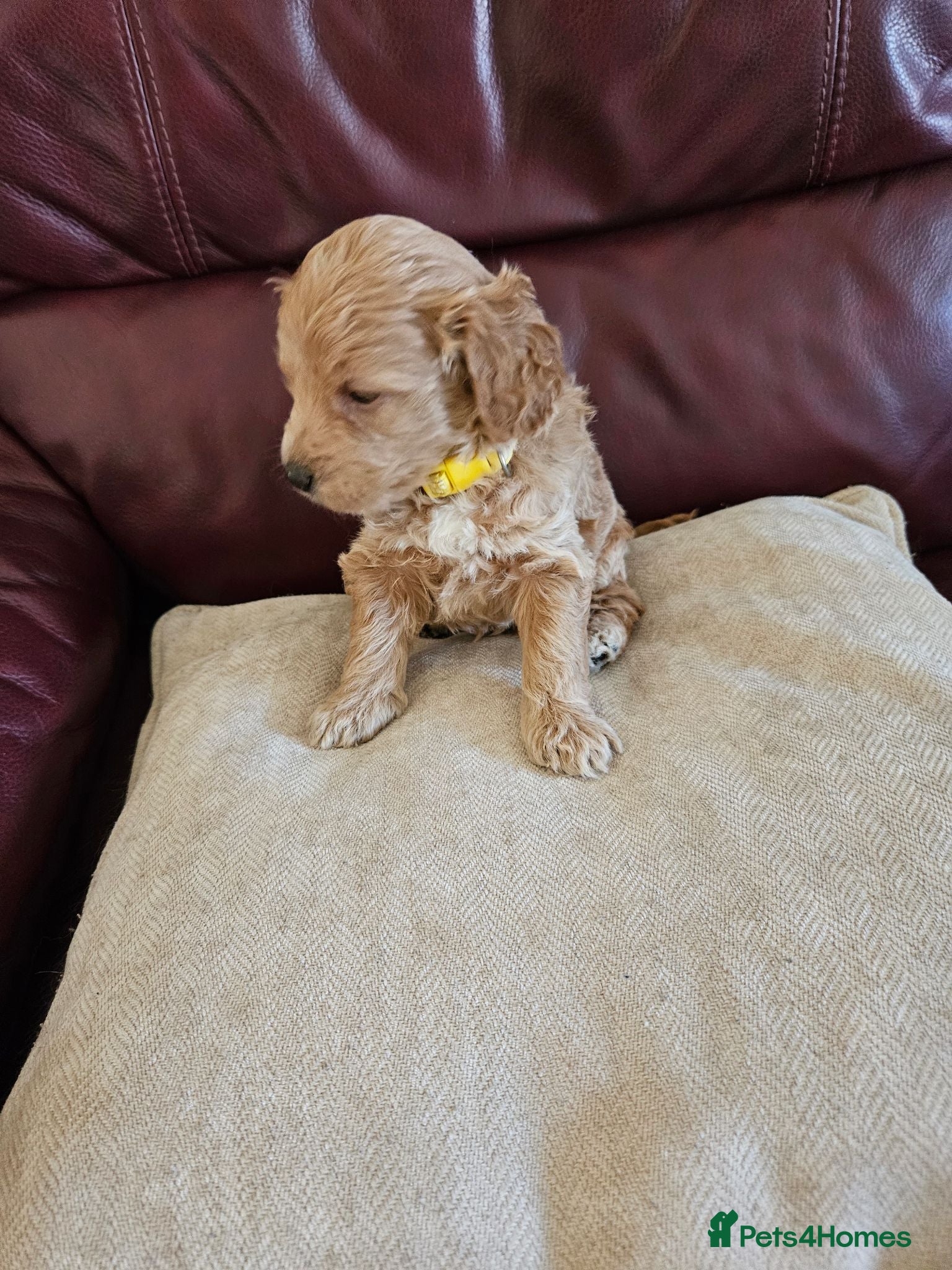 Mini Goldendoodle dogs MINI GOLDENDOODLE - Advert 10