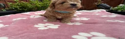 Maltipoo dogs for sale: 🐾💕 ADORABLE MALTIPOO  **   💕🐾 in Oldham - Advert 19