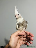 Cockatiels birds - Advert 1