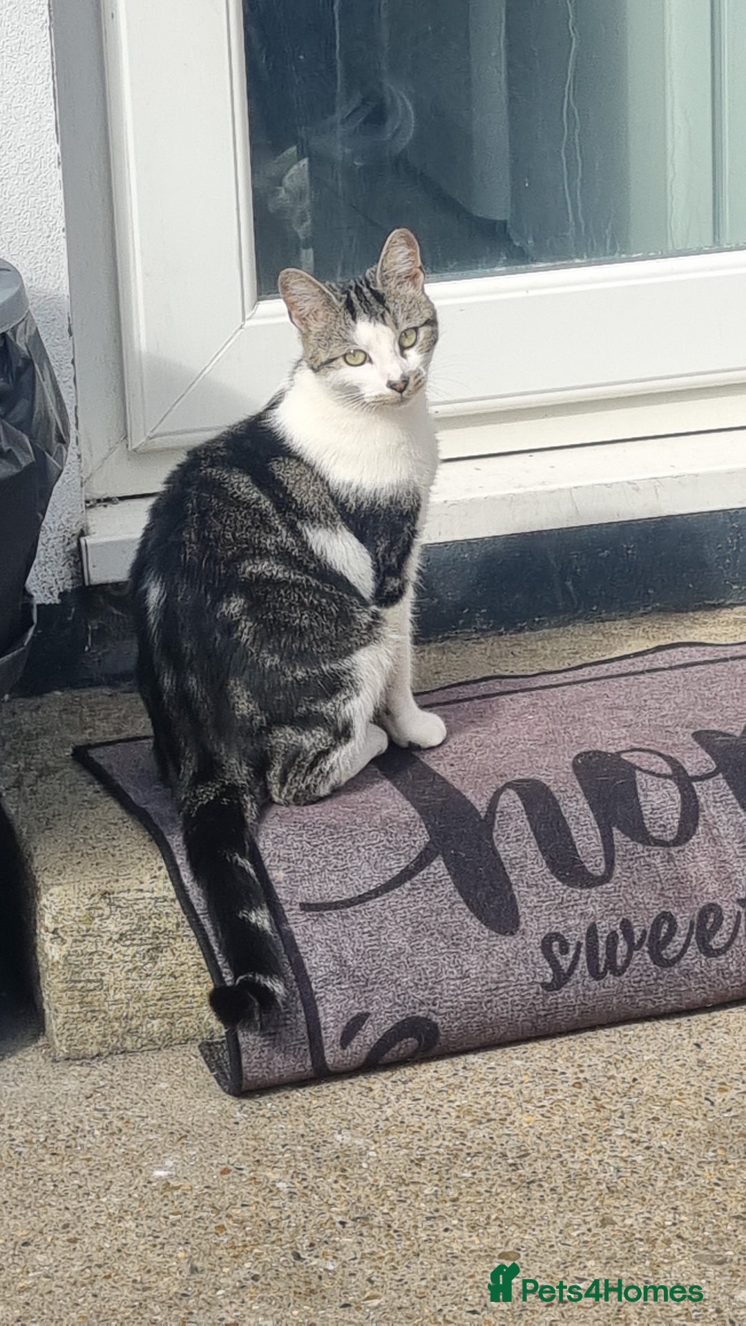 Mixed Breed cats for sale: 2 girls - Advert 1