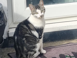 Mixed Breed cats 2 girls - Advert 2