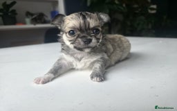 Chihuahua dogs for sale: Beautiful fluffy long haired chihuahuas - Image 22