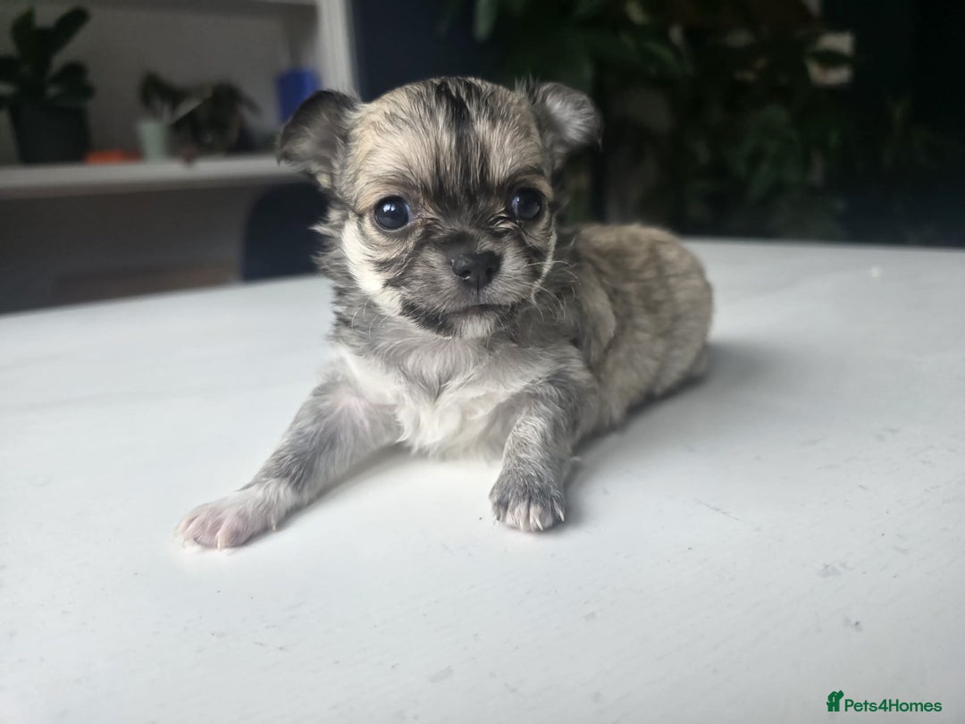 Chihuahua dogs for sale: Beautiful fluffy long haired chihuahuas - Image 22