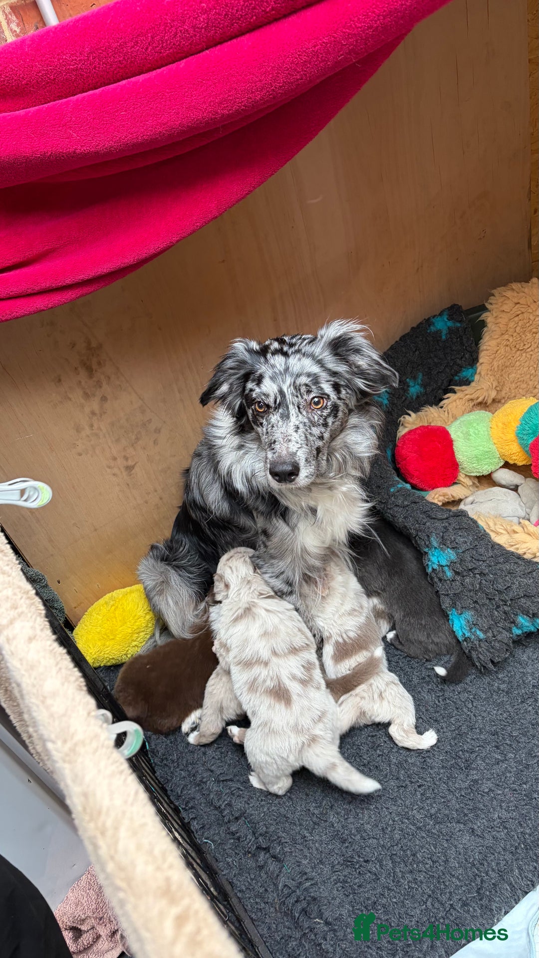 Border Collie dogs for sale: 6.5 weeks old collie puppies for sale  - Image 1