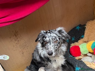 Border Collie dogs - Advert 18