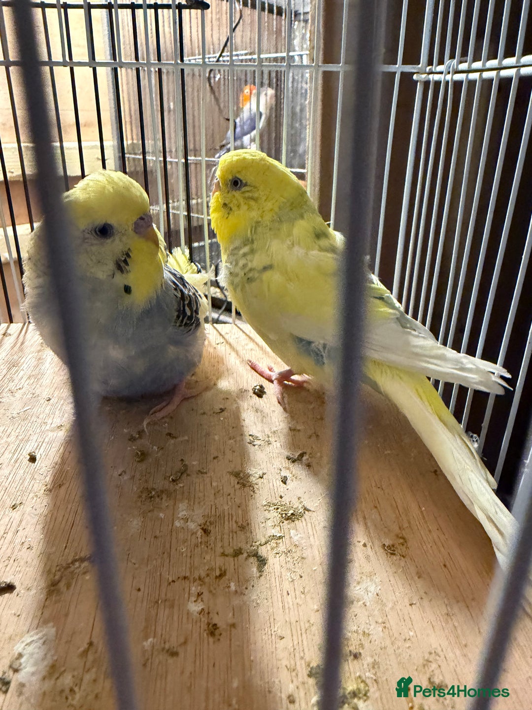 Budgerigars birds for sale: 2 male budgies - Advert 2
