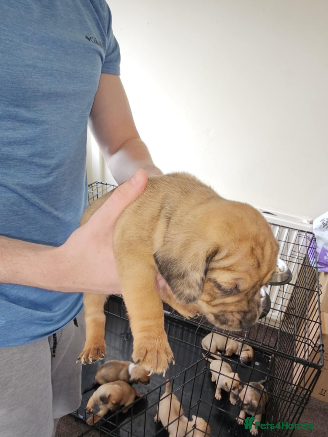 Mixed Breed dogs for sale: Cute Females and Male Dachshunds x Pug for sale  - Image 4